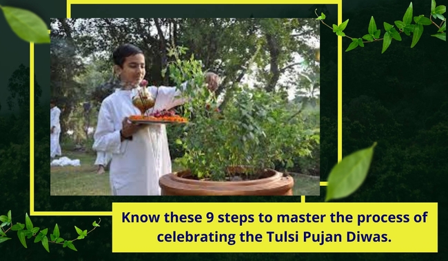 Image for Just 9 Steps to Celebrate Tulsi Pujan Diwas