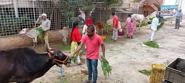 Image for Gaugrass Seva at Nandini Gaushala, Banashankari by Trust.