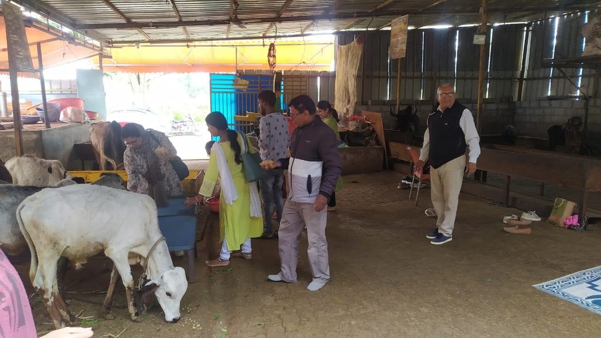 Gaugrass Seva at Chandapura.